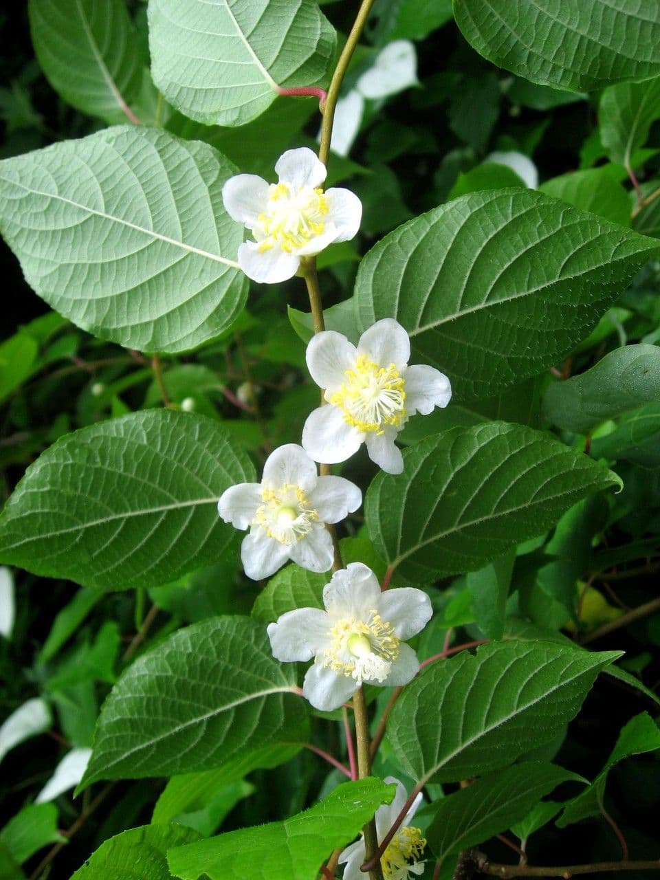 Silver vine with its characteristic silvery-white leaf colouring on the vines