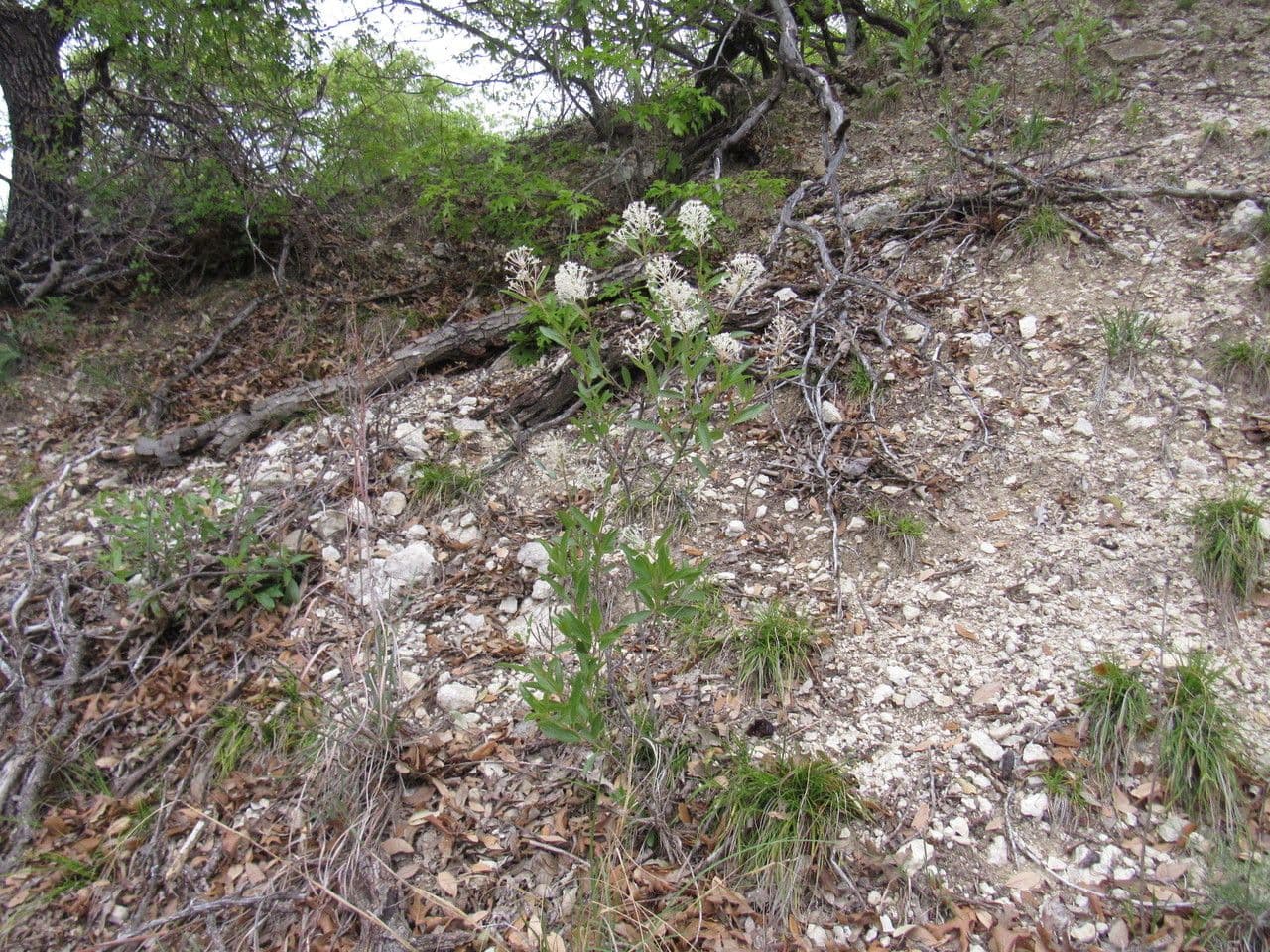 White flowers of Ceanothus herbaceus in full bloom