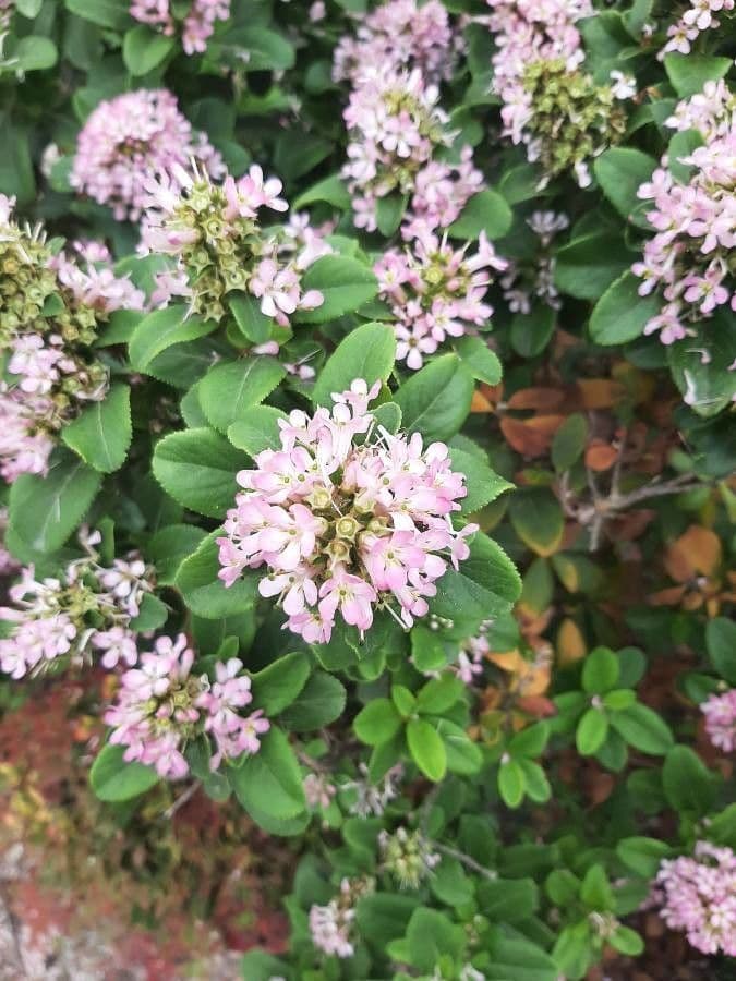 Pink flowers of Escallonia laevis among glossy green foliage