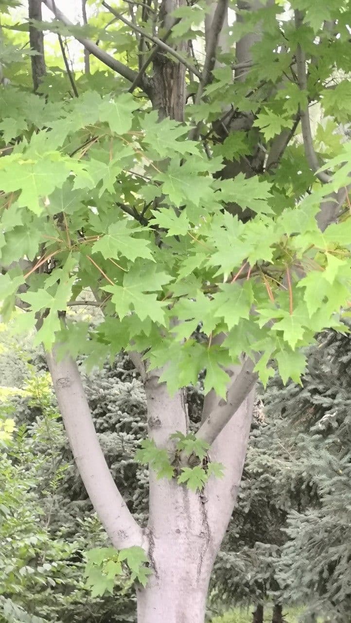 Freeman maple tree displaying vivid orange-red autumn foliage
