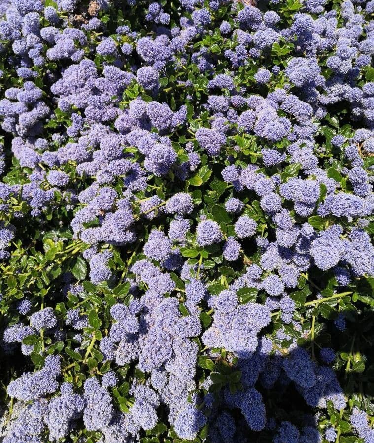Deep blue flower clusters of Ceanothus impressus against a sunny wall