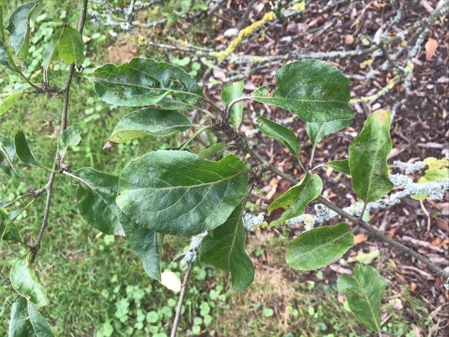 Foliage and young twigs of the Siberian crab apple (Malus x robusta) during the growing season