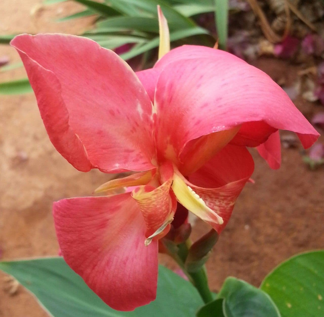 Pendant pink iris-like flowers of Canna iridiflora among large tropical foliage