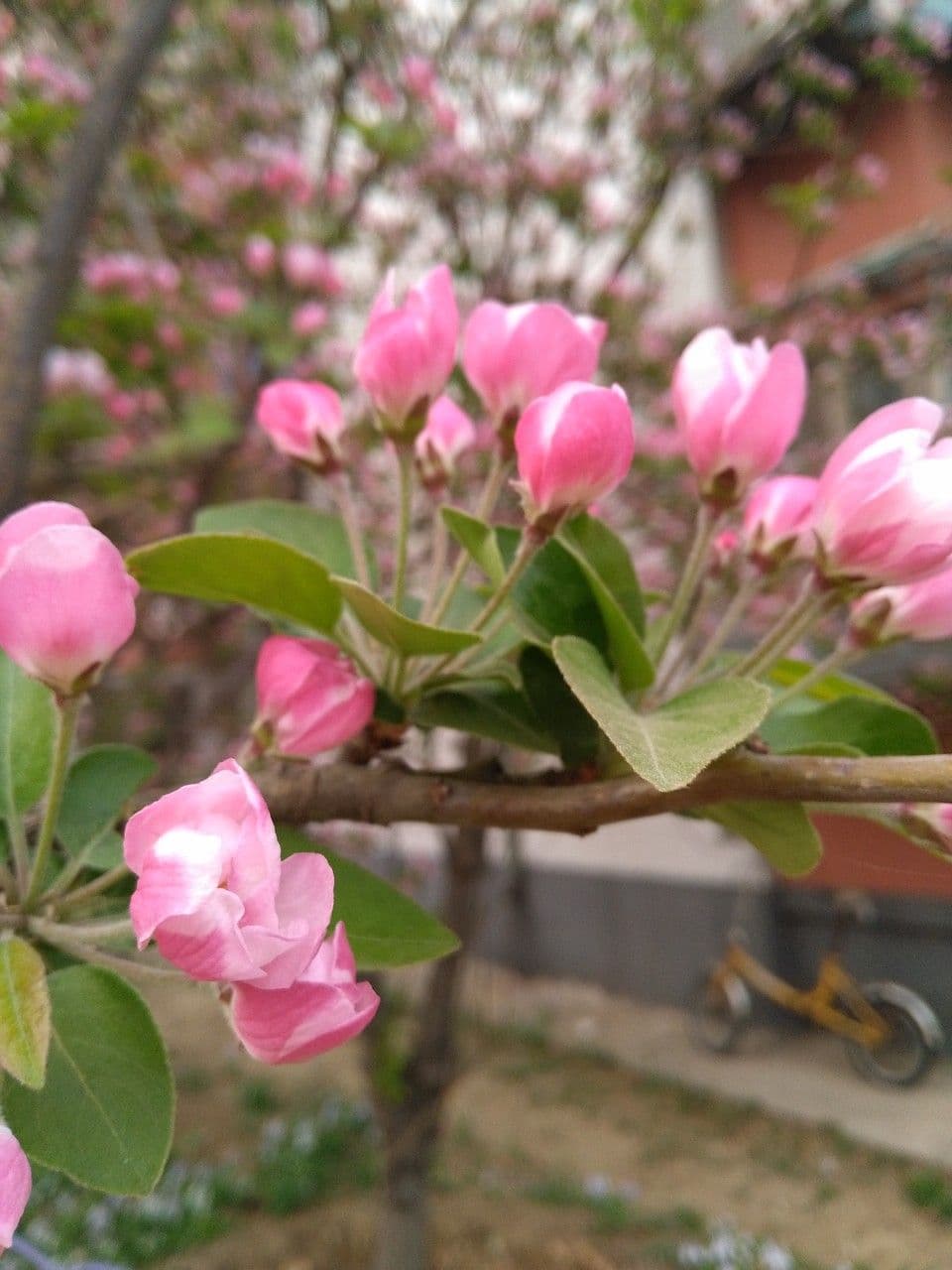Chinese flowering crabapple (Malus x spectabilis) in full bloom with pink to white blossom