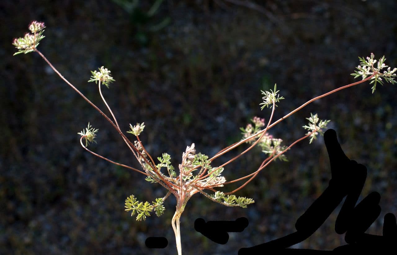 White flower heads of Daucus involucratus with decorative lacy bracts