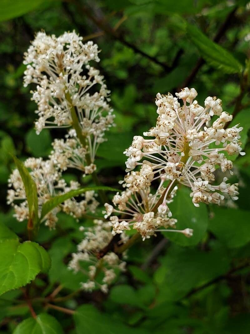 White flower clusters of Ceanothus sanguineus on reddish-brown stems