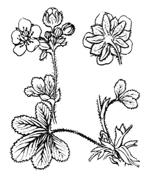 White flowers of Corsican cinquefoil (Potentilla crassinervia) on a rocky mountainside