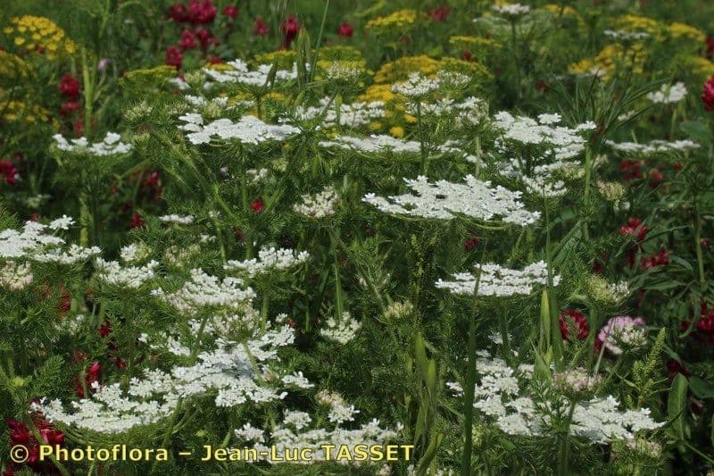 White umbel flowers of the spiny wild carrot (Daucus muricatus) among dune grass