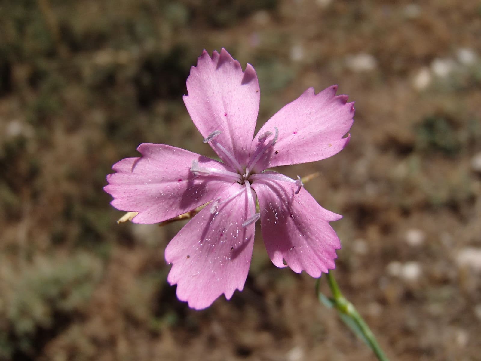 Fringed pink flowers of Dianthus karami among limestone rock