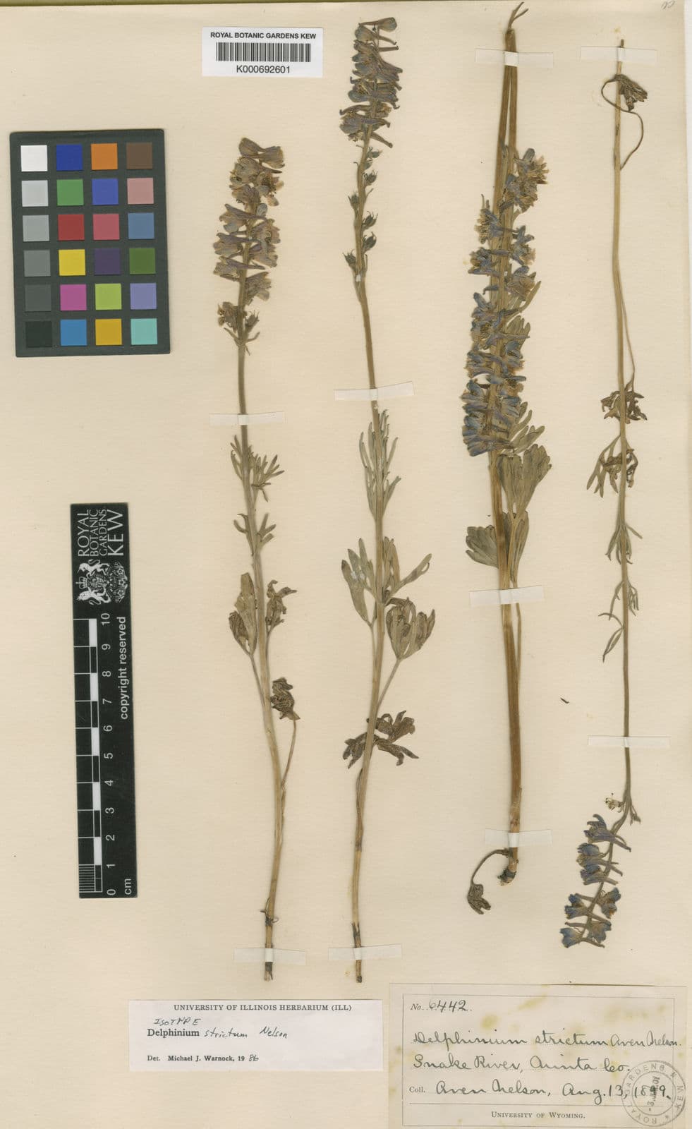 Blue spike flowers of Delphinium distichum