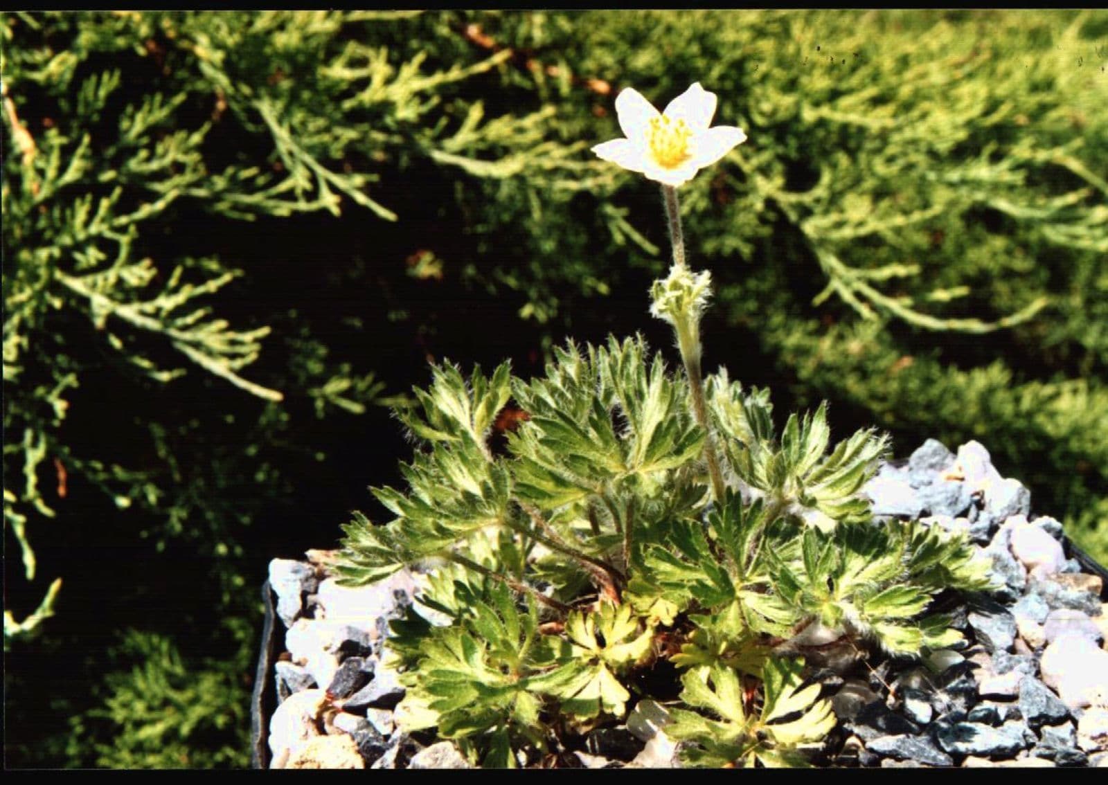 Drummond's anemone with silvery-grey foliage and a single pale flower