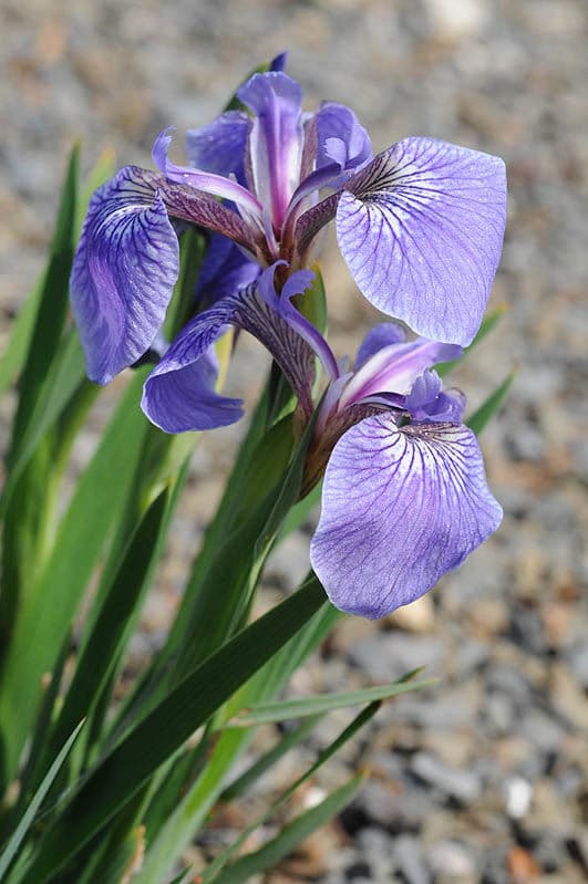 Blue flowers of Hooker's Iris at the water's edge