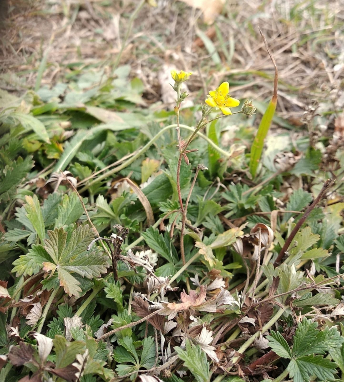 Yellow flowers of Potentilla leucopolitana among grey-green five-fingered leaves