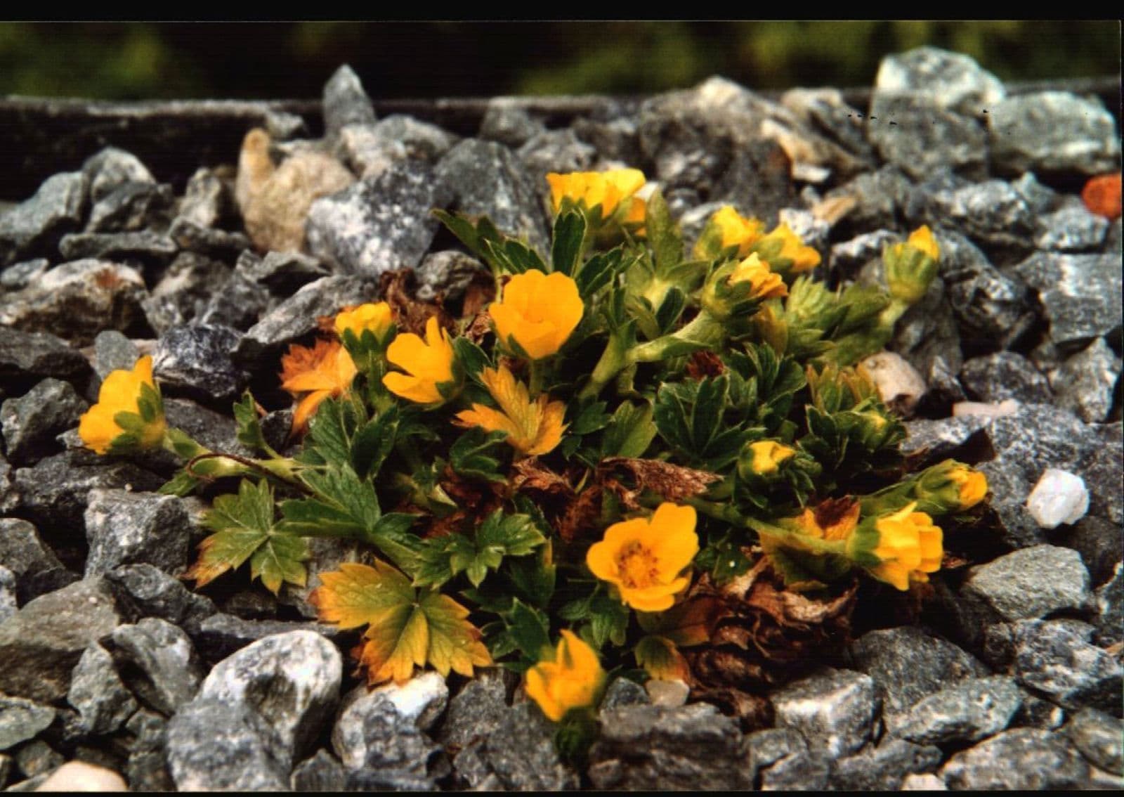 Yellow flowers of Potentilla brauneana in an alpine setting