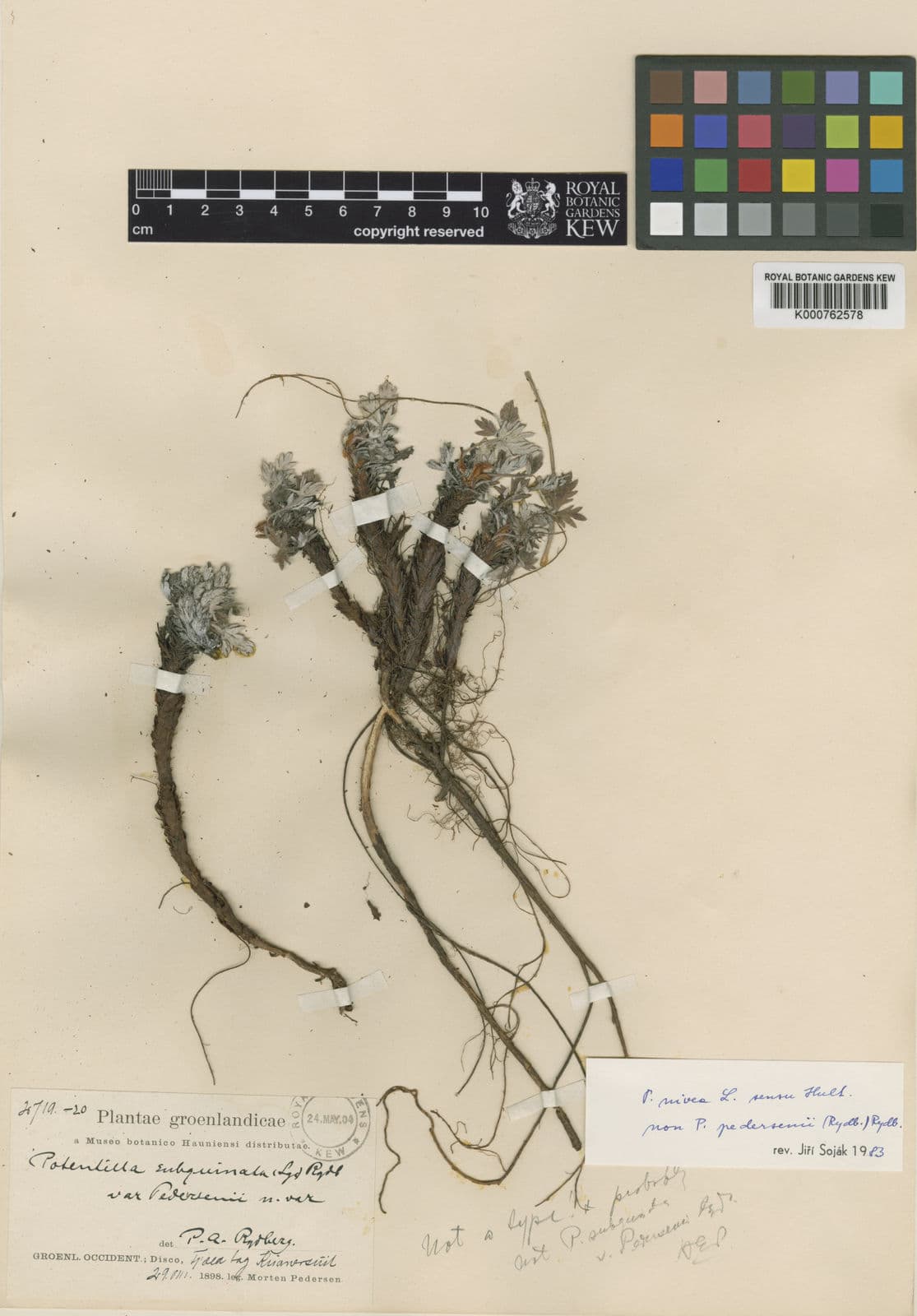 Pedersen's cinquefoil with yellow flowers growing in gravelly ground