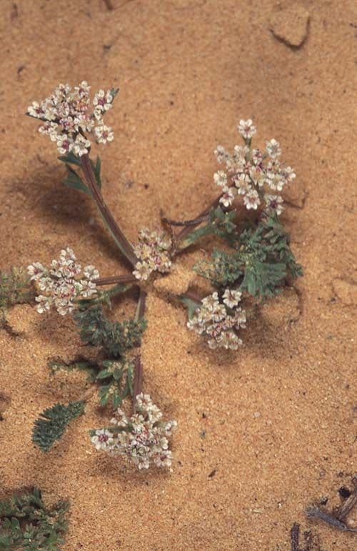 White umbel flowers of Daucus pumilus among dune grasses