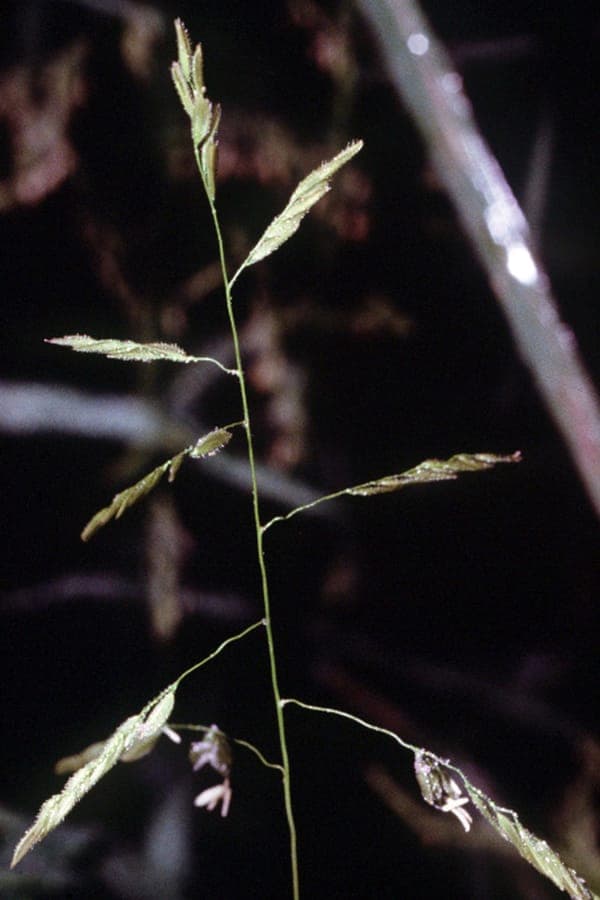 Fine foliage of Cutgrass (Leersia oryzoides) along waterside