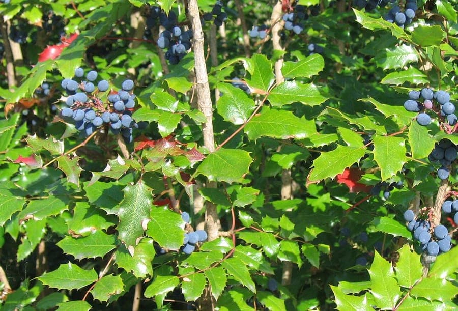 Mahonia aquifolium met glanzende bladeren