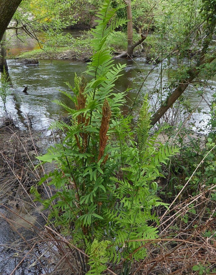 Majestic broad fronds of the Royal Fern at a water's edge