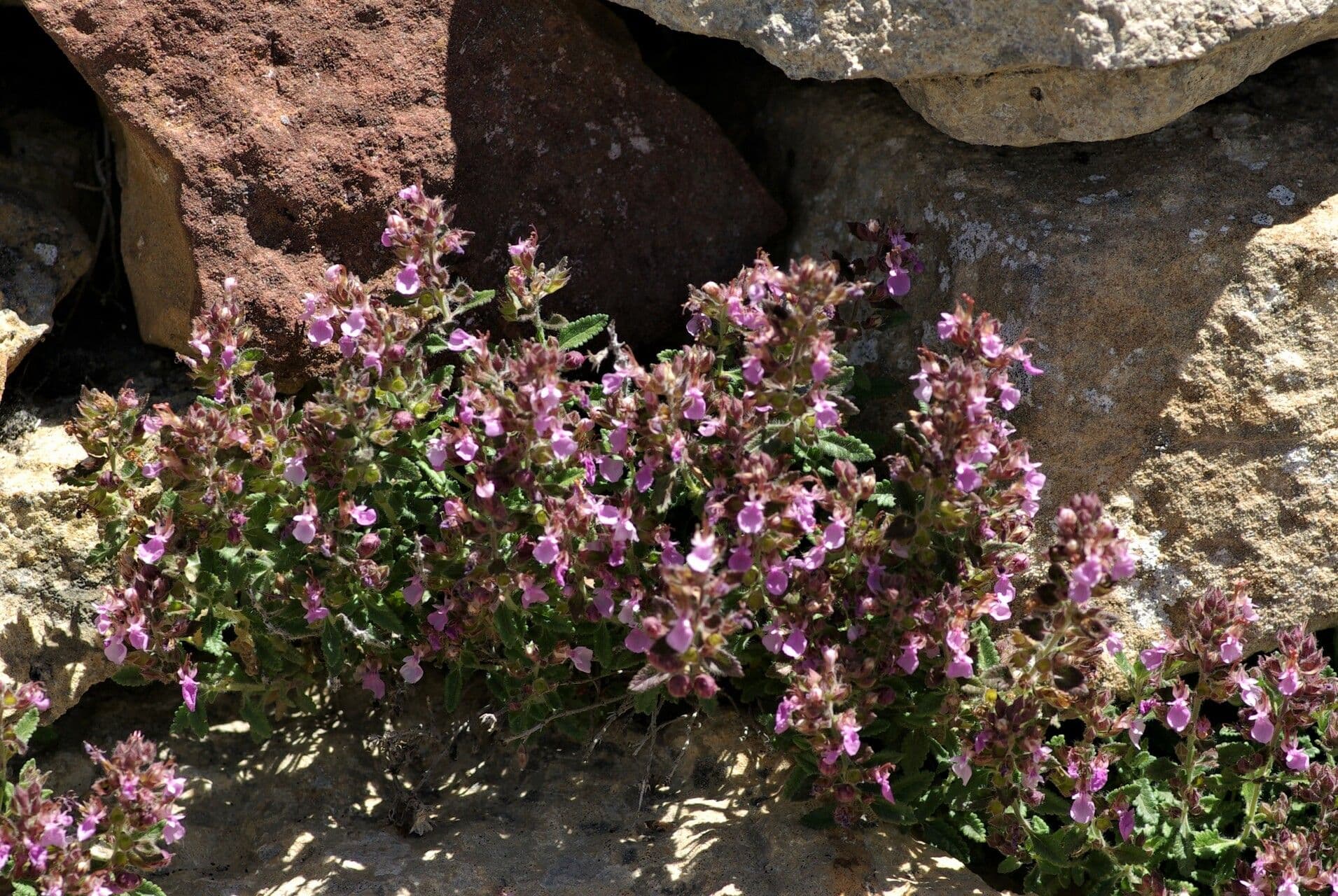 Edel-Gamander-Pflanze mit violetten Bluten und kleinen glanzenden grunen Blattern