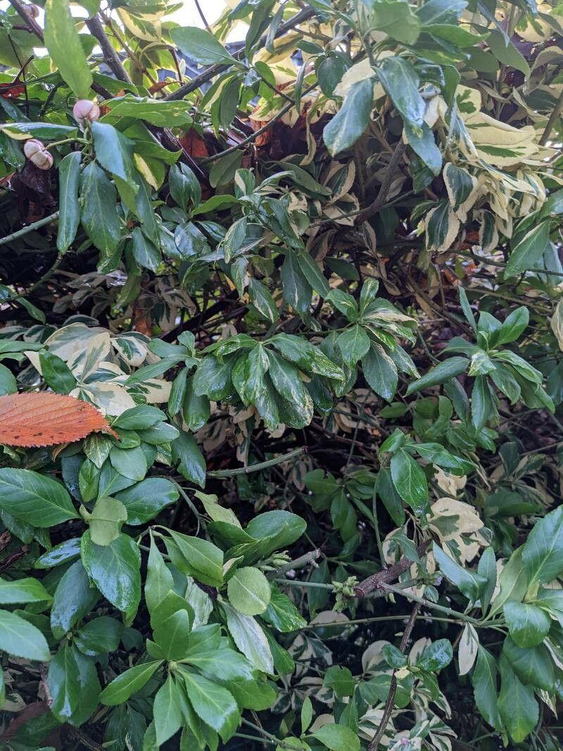 Kletternder Spindelstrauch an einer Mauer mit glänzenden grünen Blättern