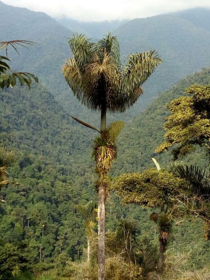Phytelephas macrocarpa met grote bladen in tropisch setting