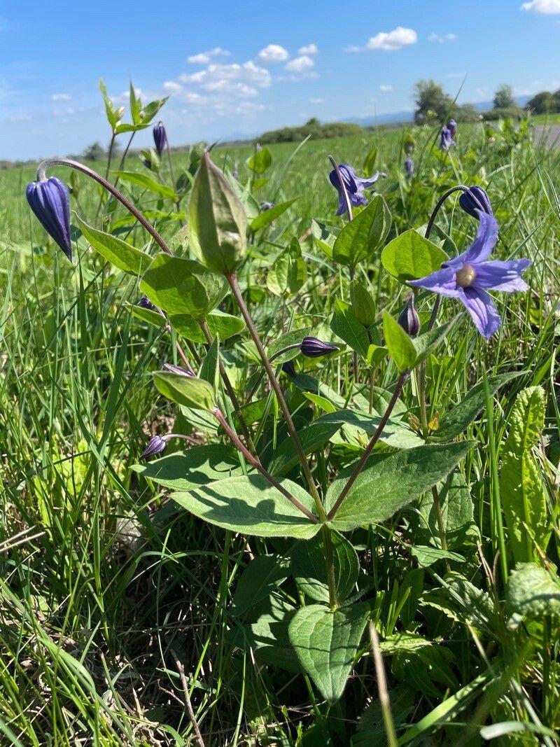 Ganzblättrige Waldrebe mit nickenden blauvioletten Blüten in einer Sommerbepflanzung