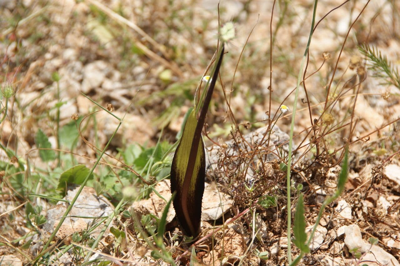 Biarum tenuifolium aux feuilles étroites et fleur distinctive