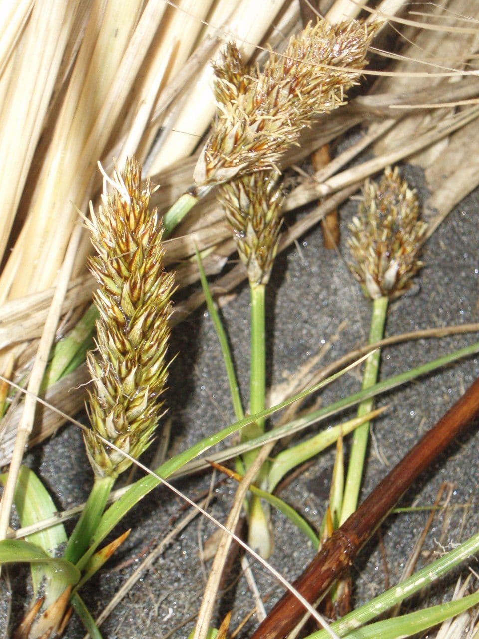 Japanische Segge mit grobem grasahnlichem Laub in dichten Horsten