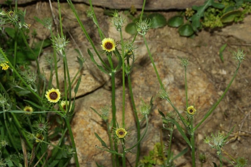 Tolpis barbata gele bloemen met fijne bladeren