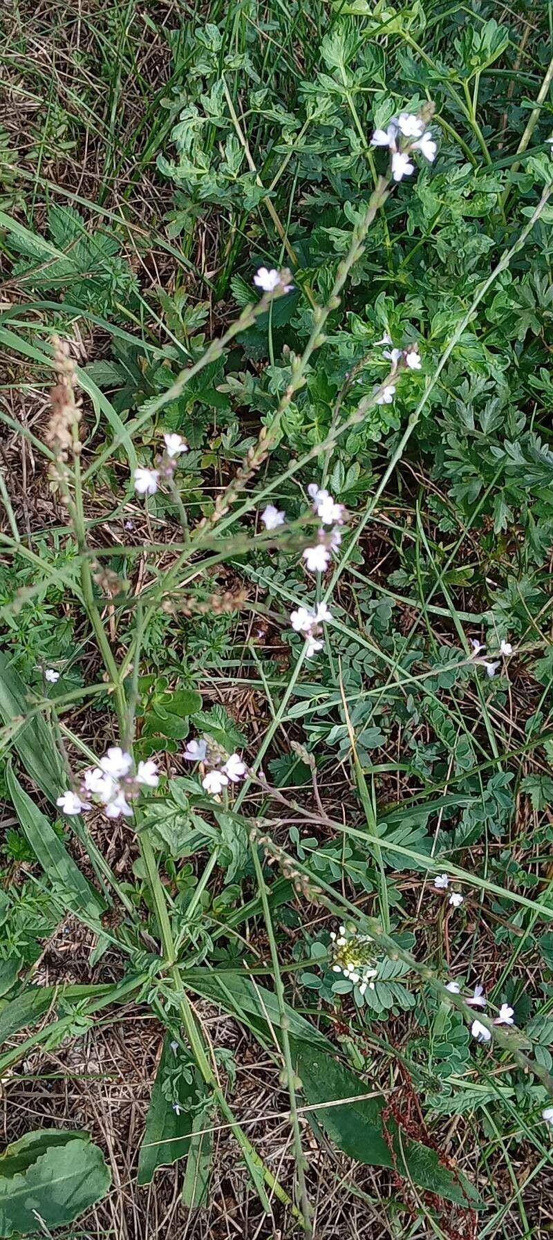 Verveine officinale en pleine floraison sur un talus ensoleillé avec des abeilles à proximité
