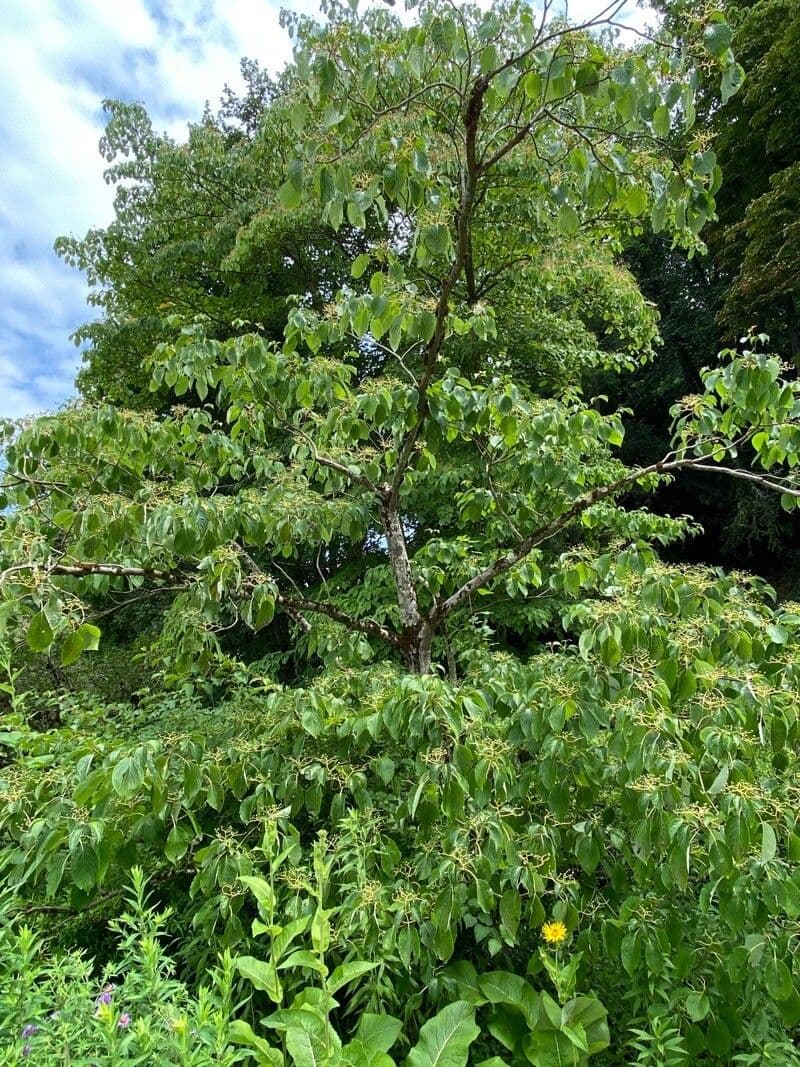 Pagoden-Struktur von Cornus controversa