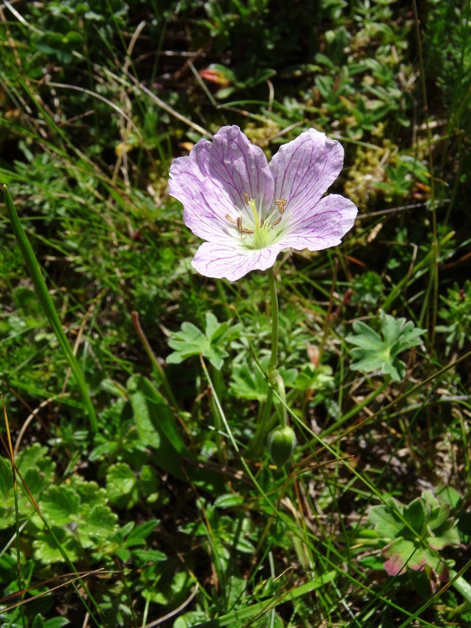 Geranium cinereum in voller Blüte mit violetten Blüten und aschgrauem Laub