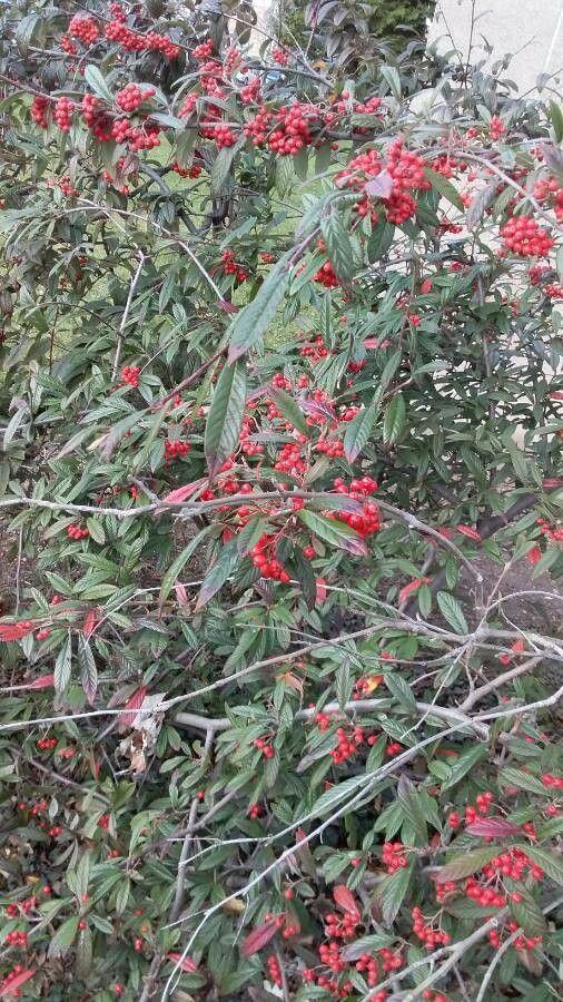 Weidenblättrige Zwergmispel in voller Blüte mit orangenen Beeren und schmalen Blättern in einer Gartenlandschaft