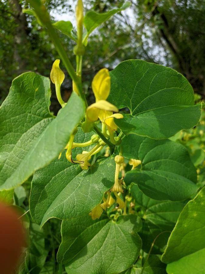 Yellow, pipe-shaped flowers of birthwort (Aristolochia clematitis) among green foliage in a natural garden setting