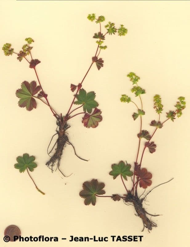 Alchemilla incisa mit scharf gezahnten Blattern und kleinen gelbgrunen Blutenstanden in einem halbschattigen Beet