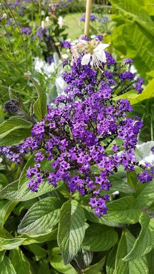 Heliotropium arborescens displaying purple flowers and fragrant characteristics