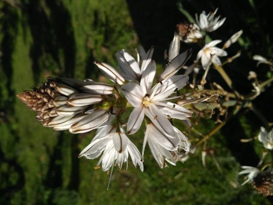 Asphodèle blanc avec des fleurs blanches en forme d'étoile caractéristiques sur des tiges vertes élancées