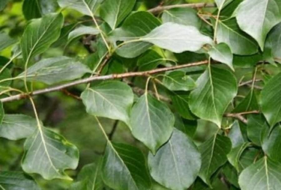 Prunus simonii in voller Blüte mit weißen Blütentrauben im Frühling