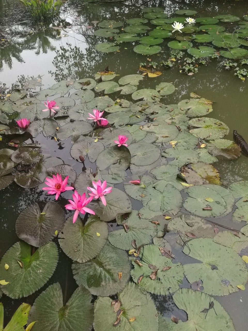 Nymphaea rubra blüht im Teich mit tiefroten Blüten und runden Schwimmblättern auf ruhigem Wasser