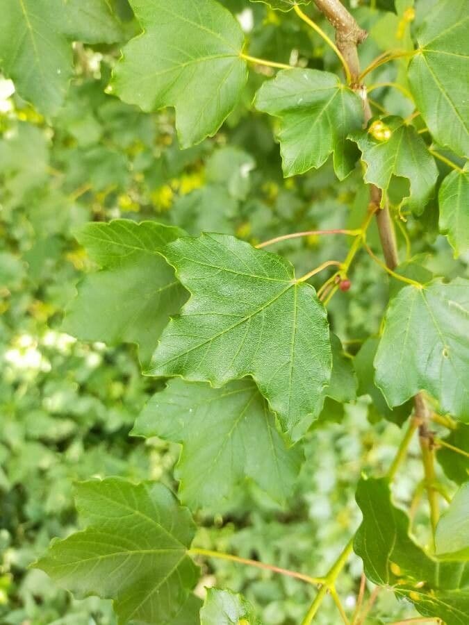 Elegant foliage and fruit forms of bearded maple