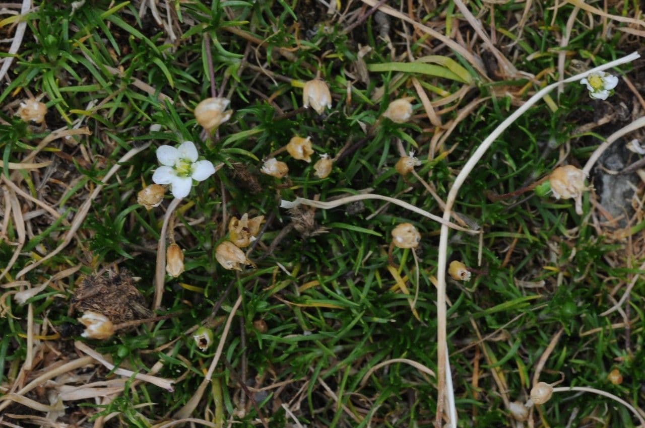 Zuidalpines mastkruid met witte bloemen in bergomgeving