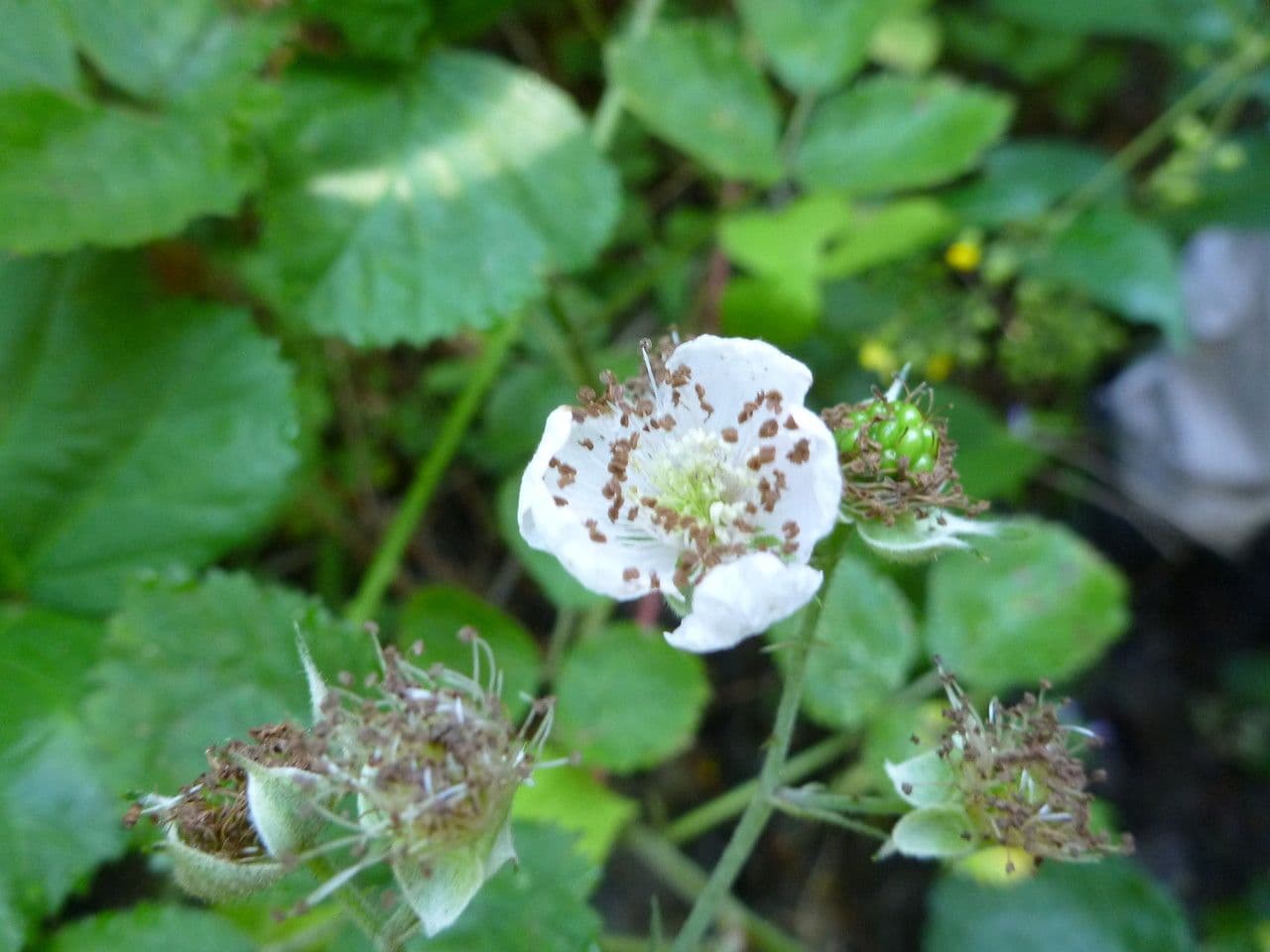 Rounded leaves and flowers of Rubus rotundifoliatus