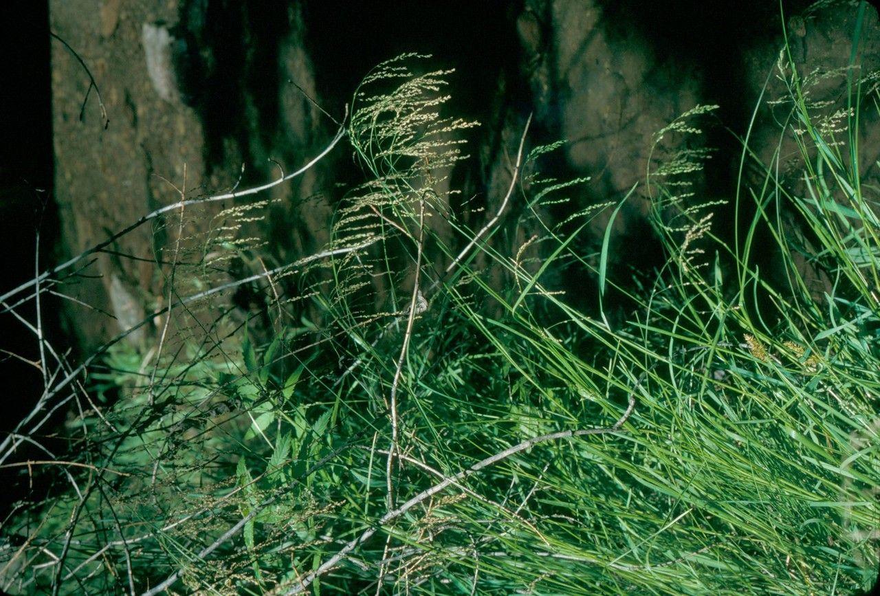 Gestreept vlotgras in volle groei langs een vochtig weilandrand