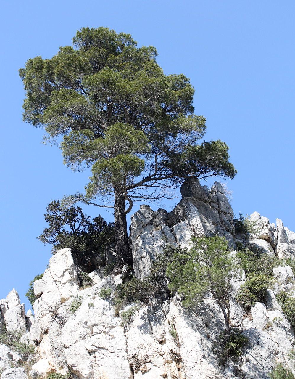 Aleppo-Kiefer (Pinus halepensis) in voller Größe mit sandigem Boden und mediterraner Umgebung