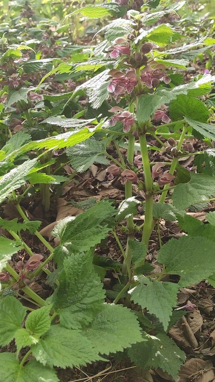 Balsamkraut-Taubnessel mit großen violetten Bluten