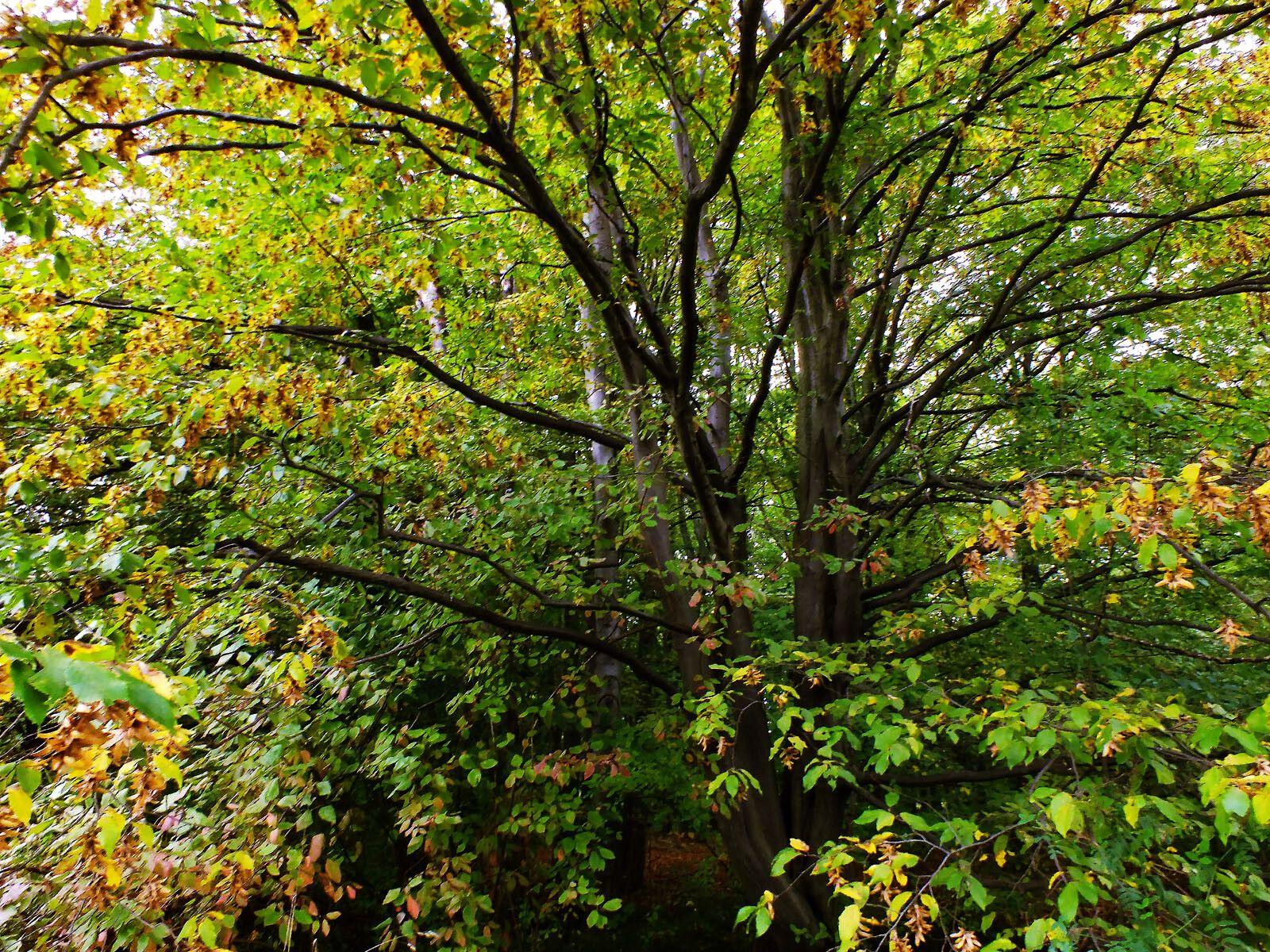 Carpinus cordata im Herbst mit goldgelber Blattfärbung in einer naturnahen Gartensituation