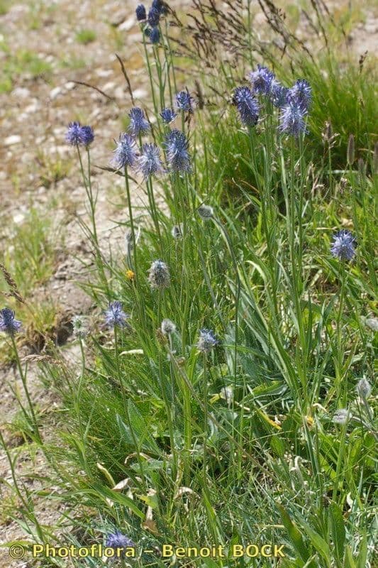 Phyteuma michelii avec ses capitules bleu vif dans une rocaille alpine