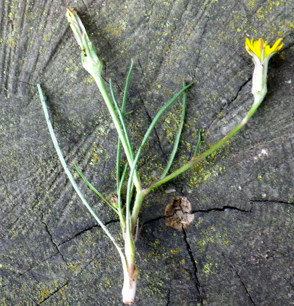 Scorzonera parviflora avec ses délicates fleurs jaunes