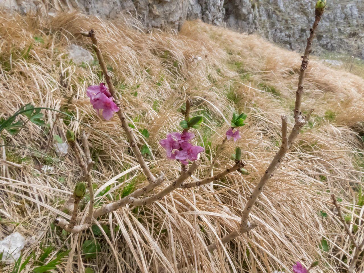 Mézéréon en pleine floraison avec des boutons roses vifs et un feuillage vert foncé en lisière de forêt